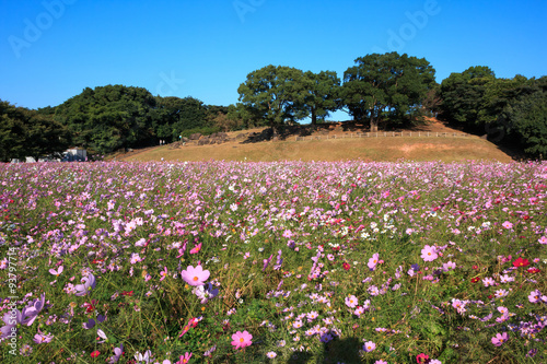 Wallpaper Mural コスモス畑 Torontodigital.ca