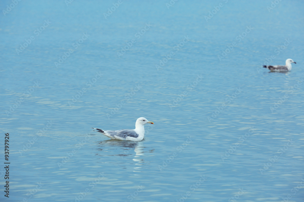 Beautiful seagulls on water