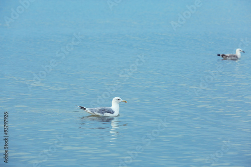 Beautiful seagulls on water