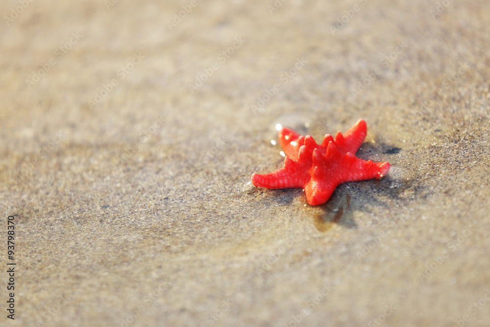 Little red starfish on the beach Little red starfish on the beach