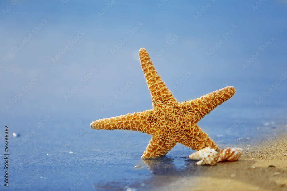 Starfish on seascape background Starfish on seascape background