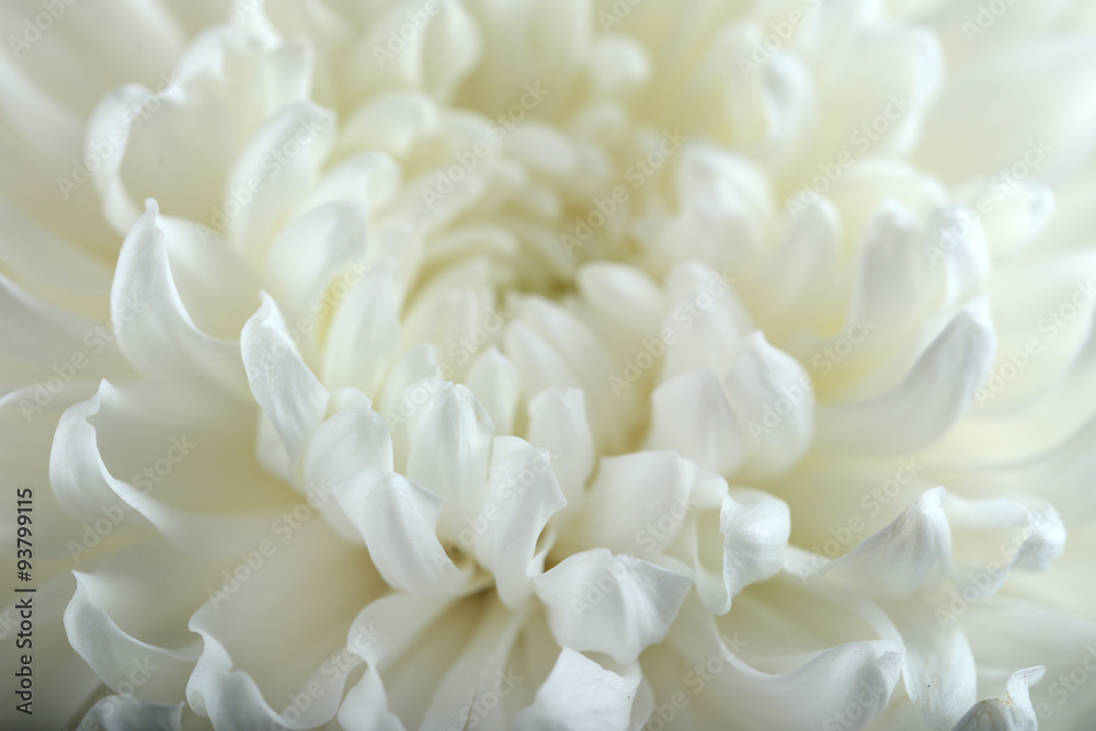 White chrysanthemum, macro White chrysanthemum, macro