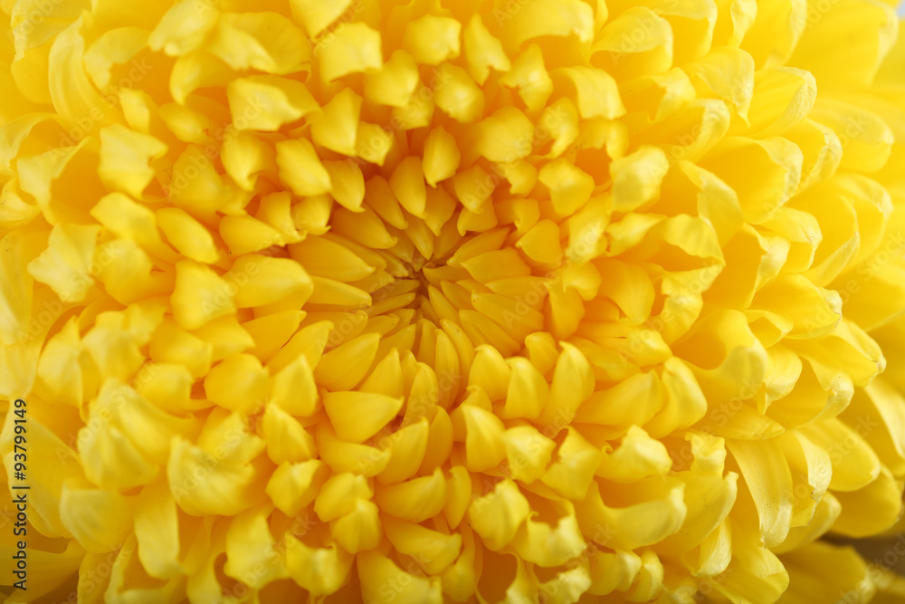 Tender yellow chrysanthemum, macro Tender yellow chrysanthemum, macro
