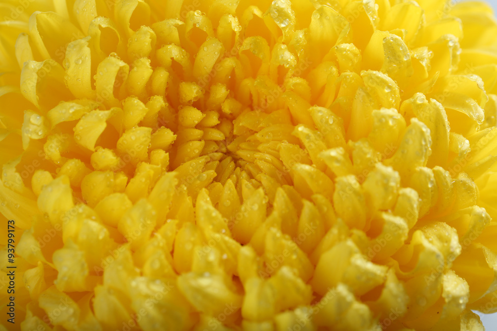 Sunny yellow chrysanthemum, macro Sunny yellow chrysanthemum, macro