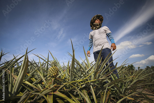 Farmer in pineapple farm