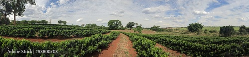 Photos Young coffee plantation skyline landscape
