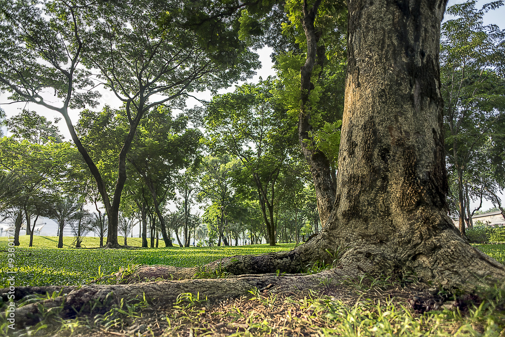 Fototapeta premium Park