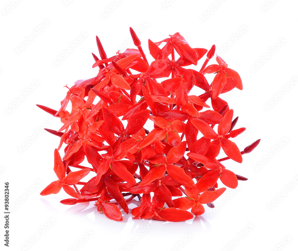 Red ixora over white background Red ixora over white background