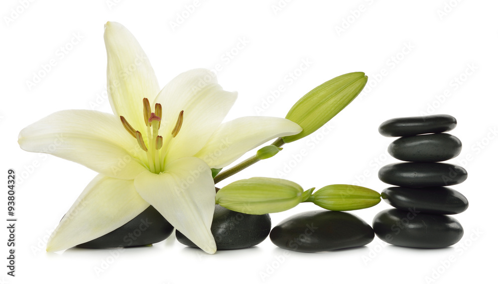 White lily and stones White lily and stones