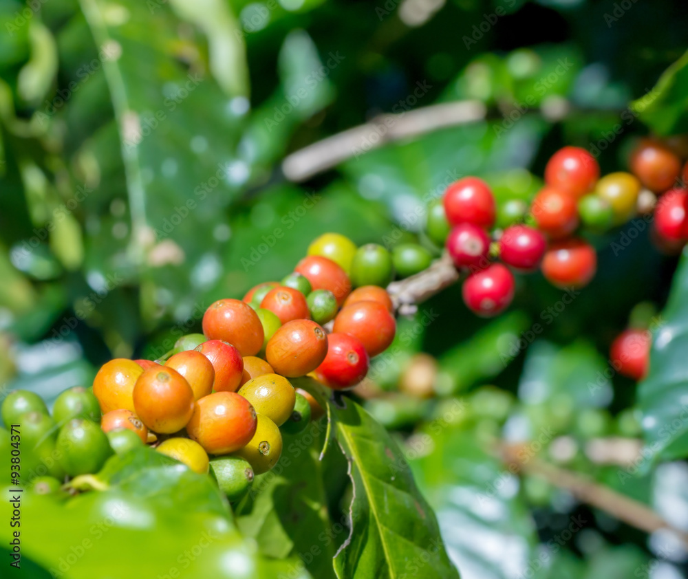 ripe coffee beans on the plantation farm