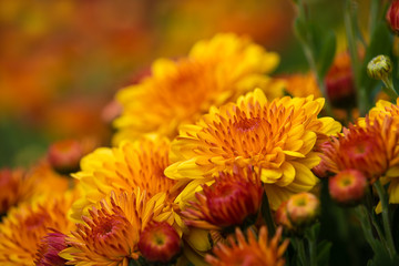 Autumn Mums or Chrysanthemums in bloom