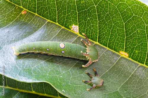 Caterpillar of Tawny Rajah butterfly with old mask