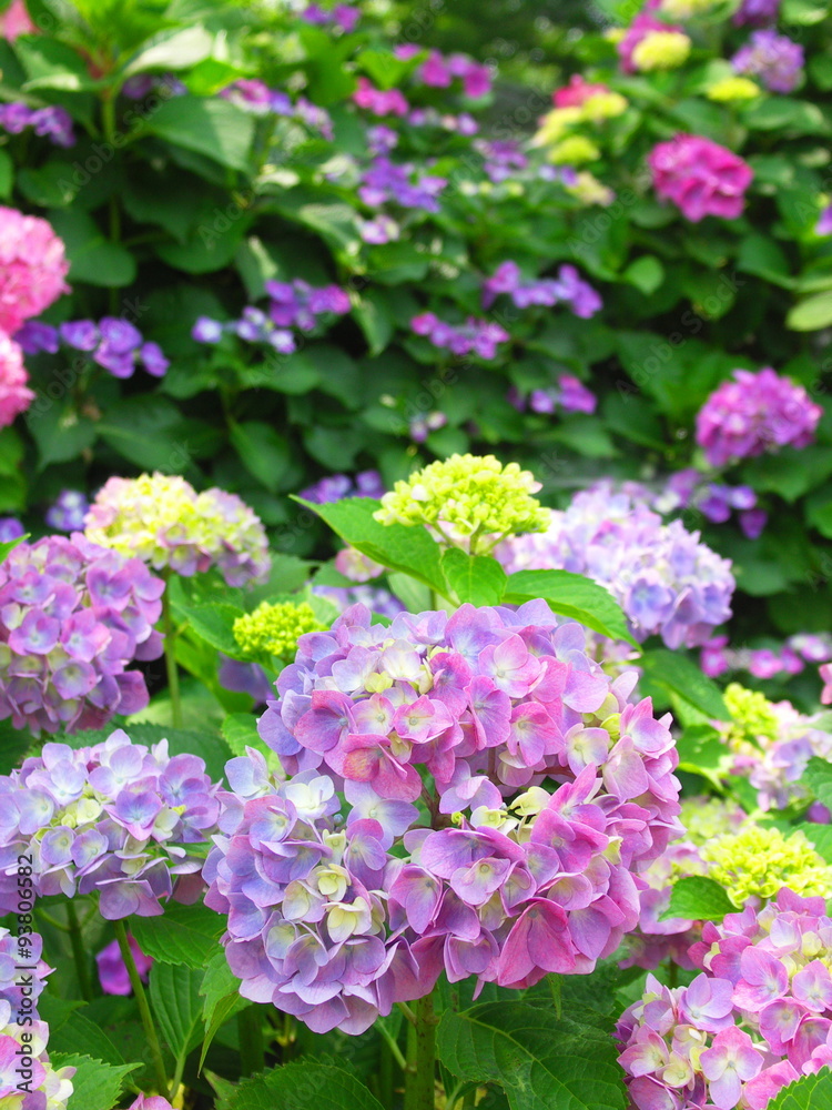 カラフルな紫陽花