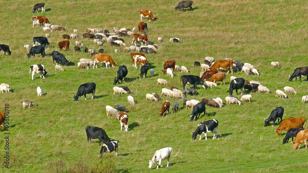 herd of cows and sheep grazing in the meadow, view from above
herd of cows and sheep grazing in the meadow, view from above