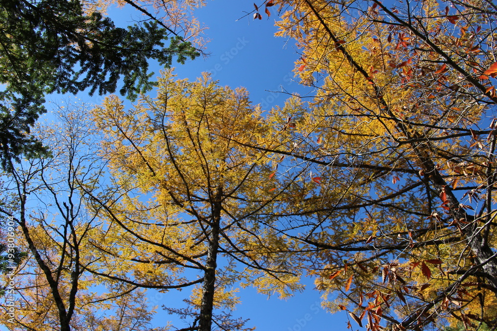 紅葉する上高地のダケカンバ