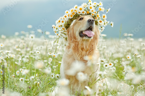 Beautiful dog with bunch
