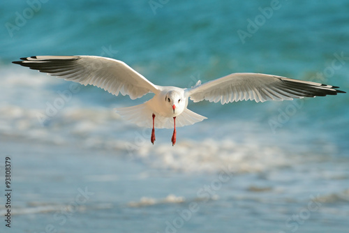 seagull flying over the sea