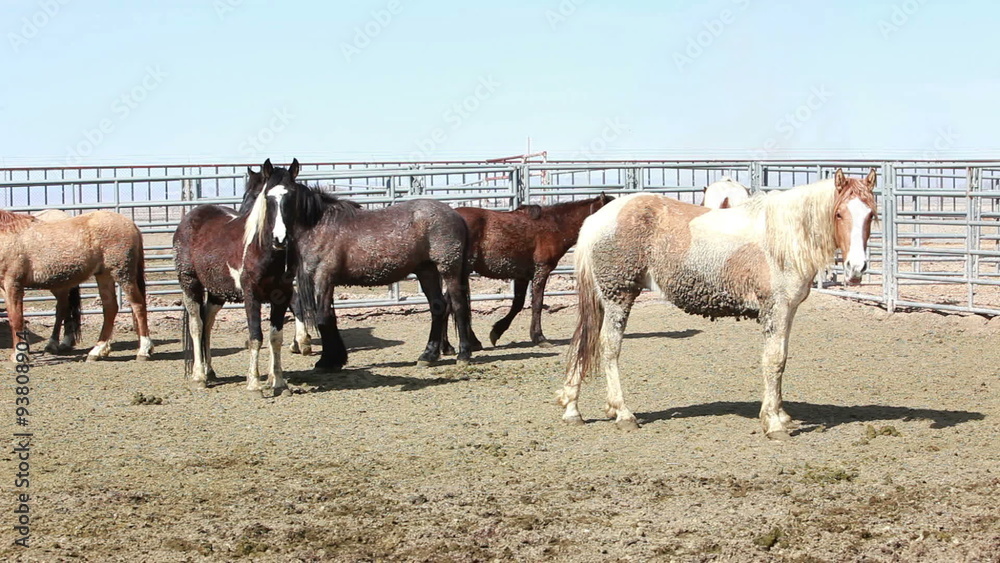 Mustang horses wild in corral P HD 8881 Mustang horses wild in corral P HD 8881