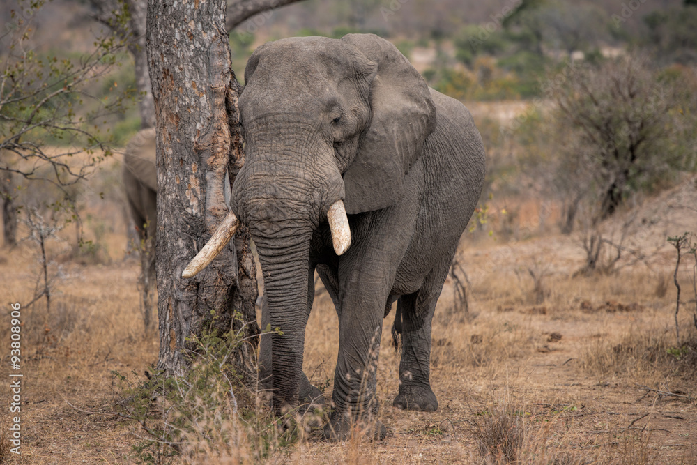 Fototapeta premium elefant in south africa