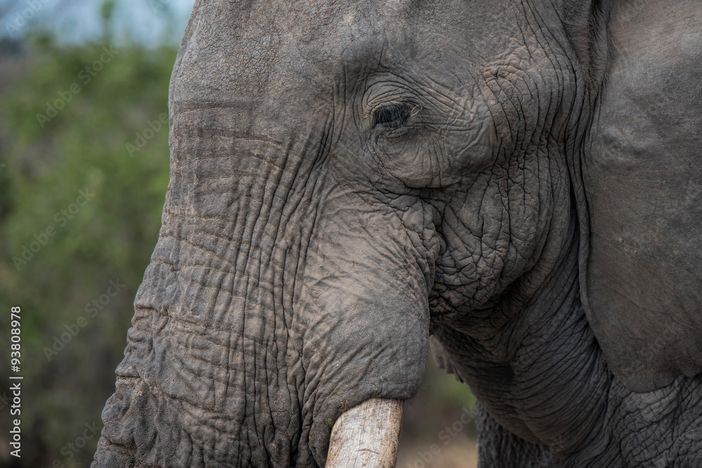 elefant in south africa