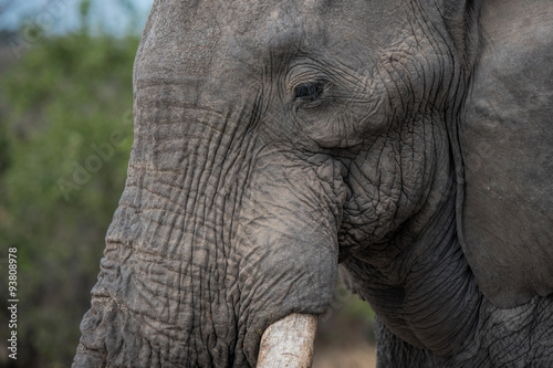 elefant in south africa © NJ