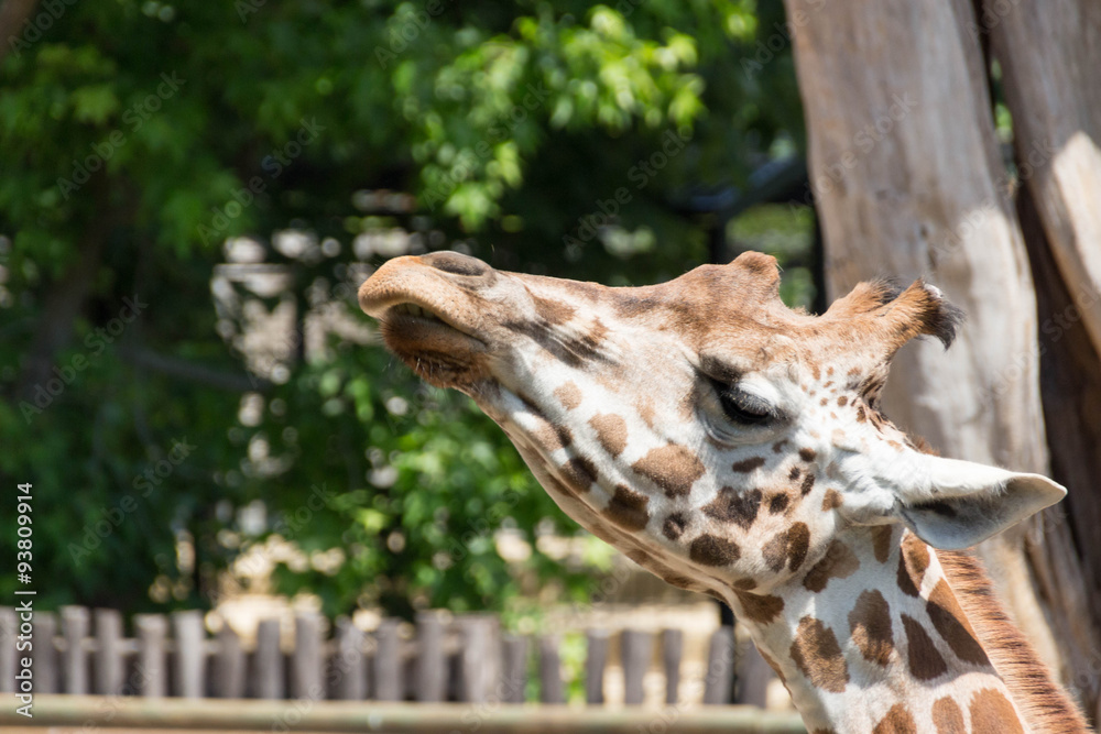 Giraffe looks upwards