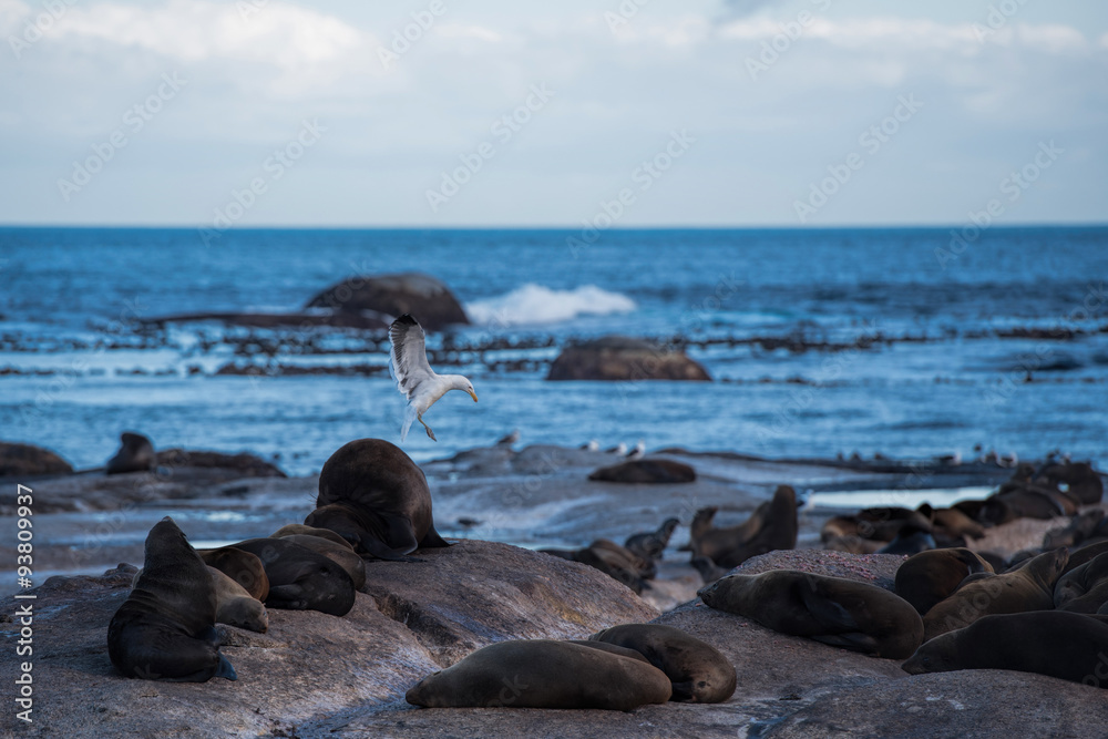 sea lion in hout bay sea lion in hout bay