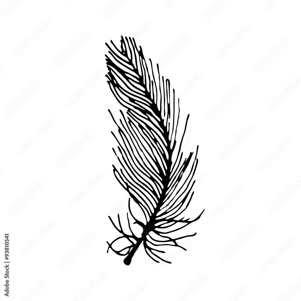 hand draw bird feather style sketch for registration cards hand draw bird feather style sketch for registration cards