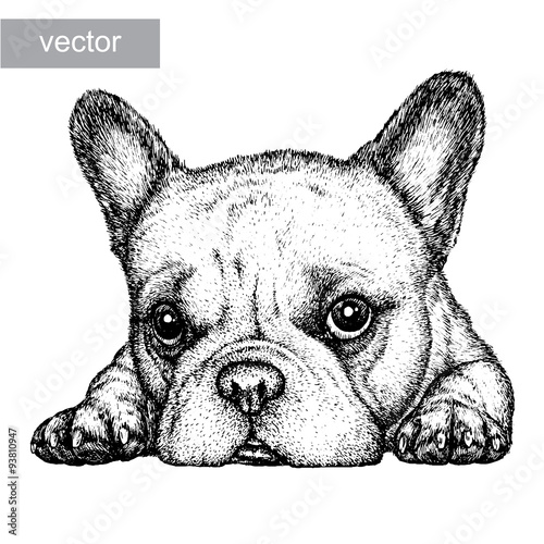 engrave dog illustration 
