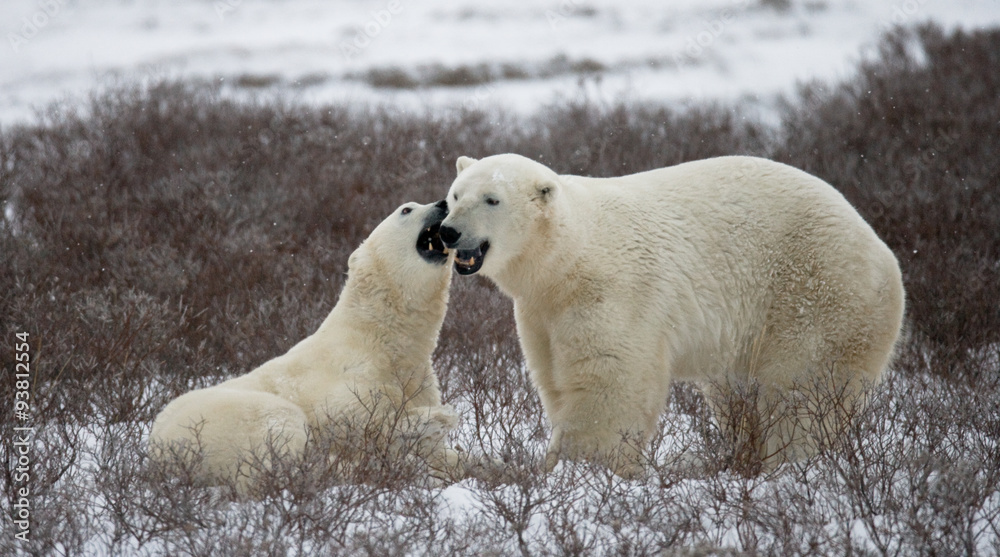 Two polar bears playing with each other in the tundra. Canada. An excellent illustration. Two polar bears playing with each other in the tundra. Canada. An excellent illustration.