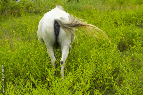 white Horse anus