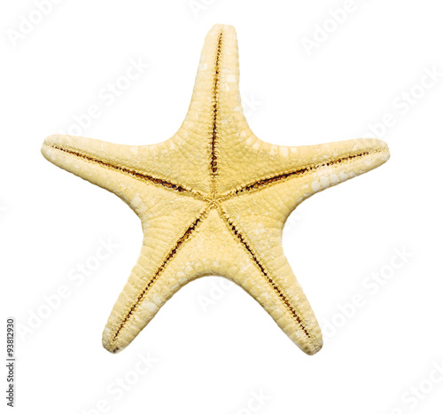 starfish over white