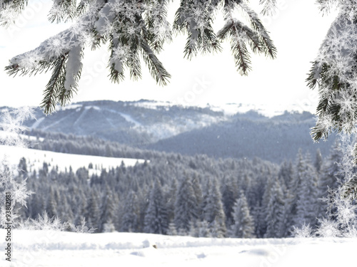 Snowy fir tree winter background 