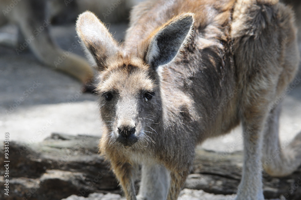 Portrait of kangaroo