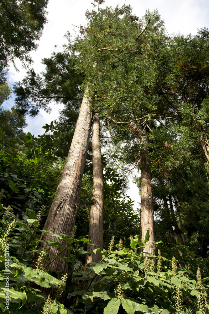 Fototapeta premium Bosque Azores