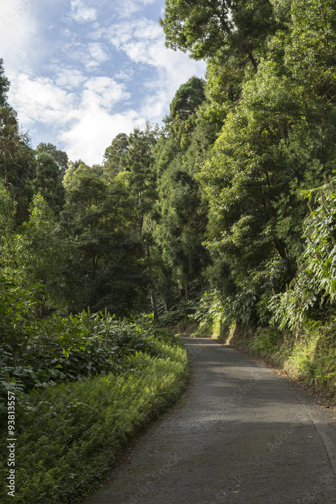 Bosque Azores