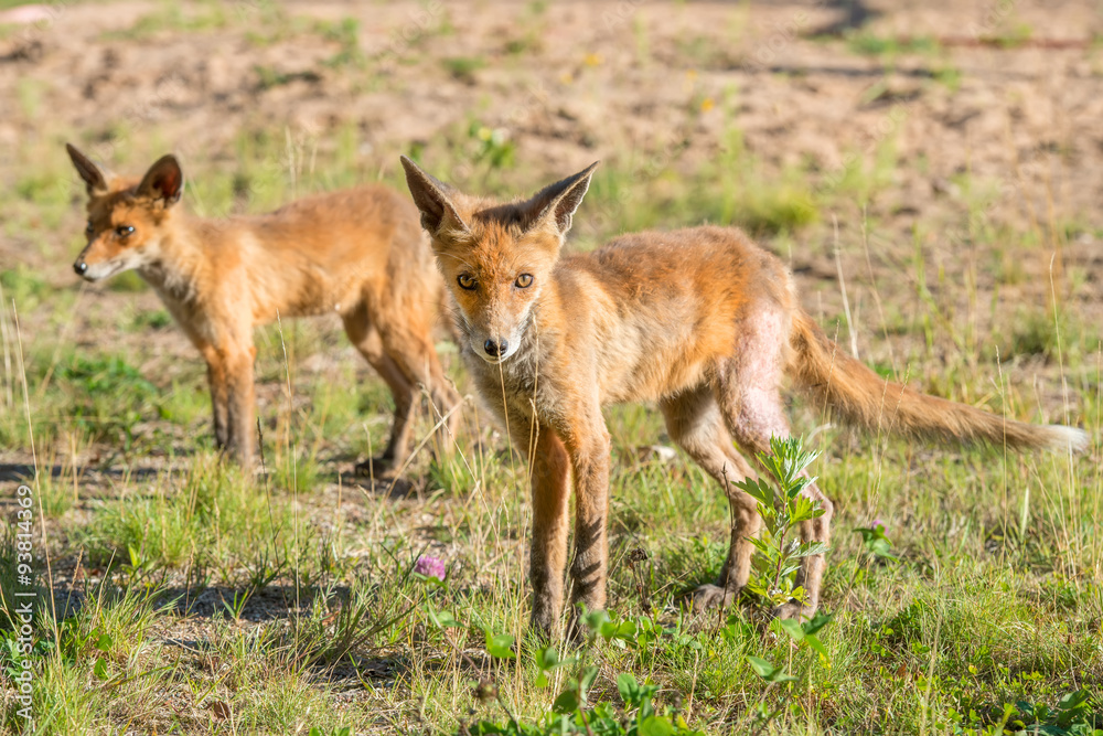 Obraz premium Little foxes hunting