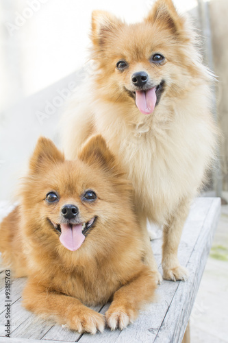 couple of cute brown Pomeranian dogs.They are mother and daughter.