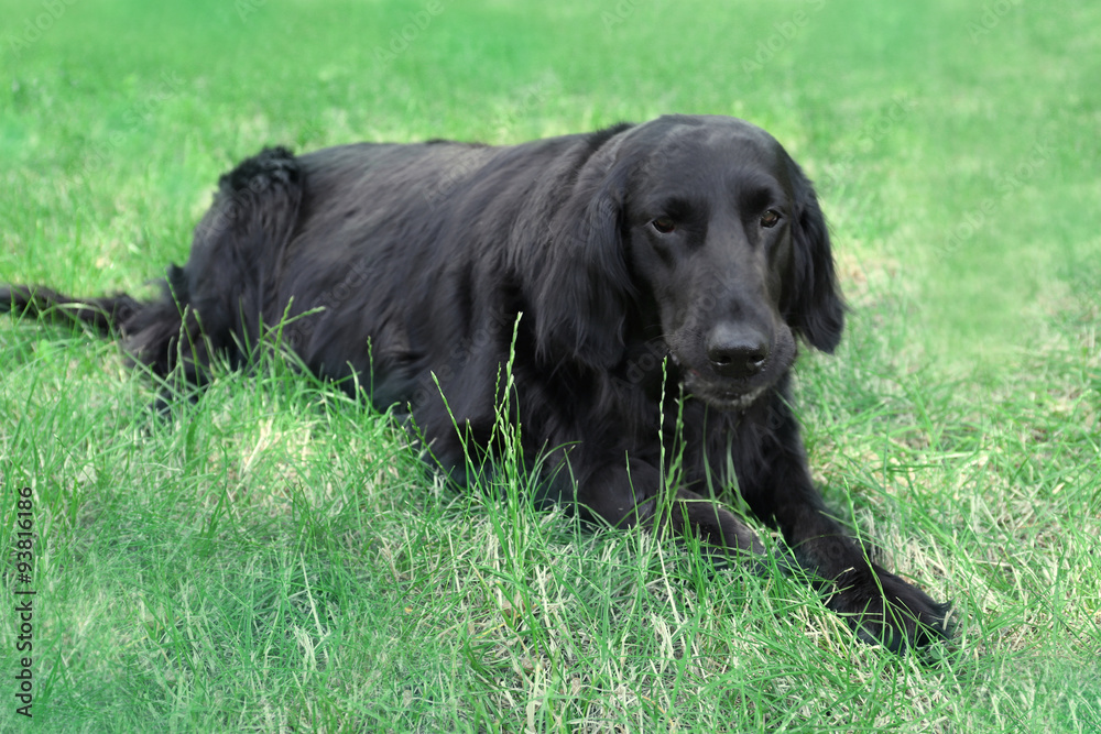 Portrait of big black dog over green grass background Portrait of big black dog over green grass background