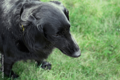 Portrait of big black dog over green grass background © Africa Studio