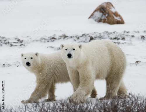 Polar bear with a cubs in the tundra. Canada. An excellent illustration.