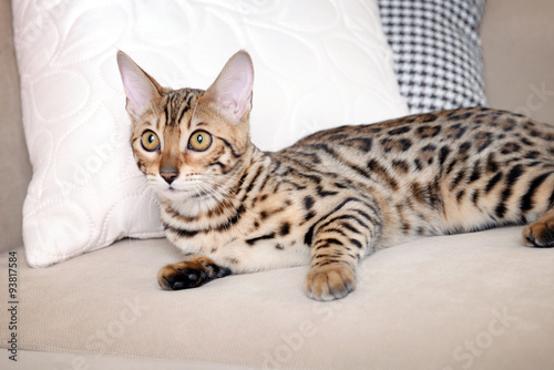 Beautiful Bengal kitten on sofa in room © Africa Studio