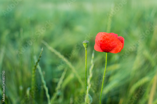 Poppy field