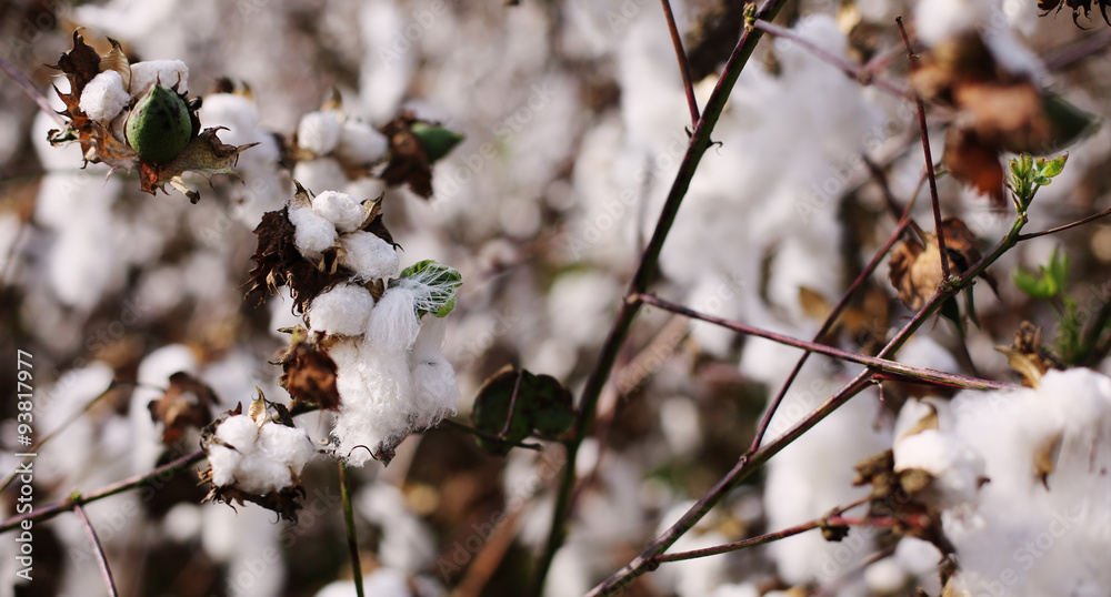 Cotton fields white with ripe cotton ready for harvesting Cotton fields white with ripe cotton ready for harvesting
