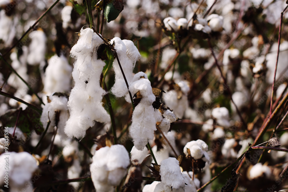 Cotton fields white with ripe cotton ready for harvesting Cotton fields white with ripe cotton ready for harvesting