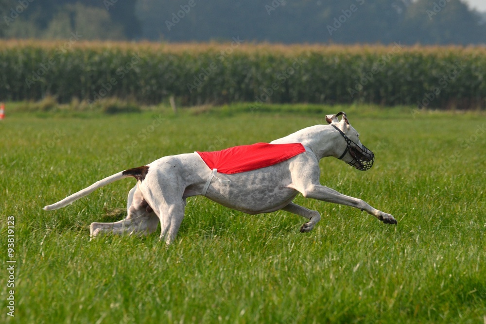 Greyhound beim Coursing
