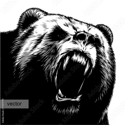 engrave bear illustration