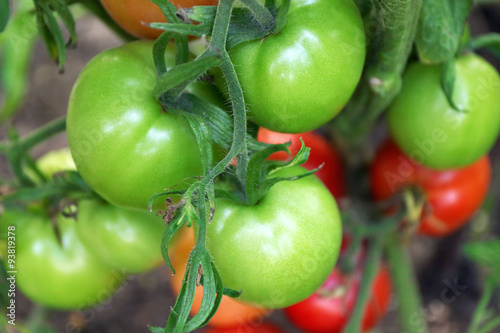 Fototapeta Naklejka Na Ścianę i Meble -  Tomatoes growing in garden