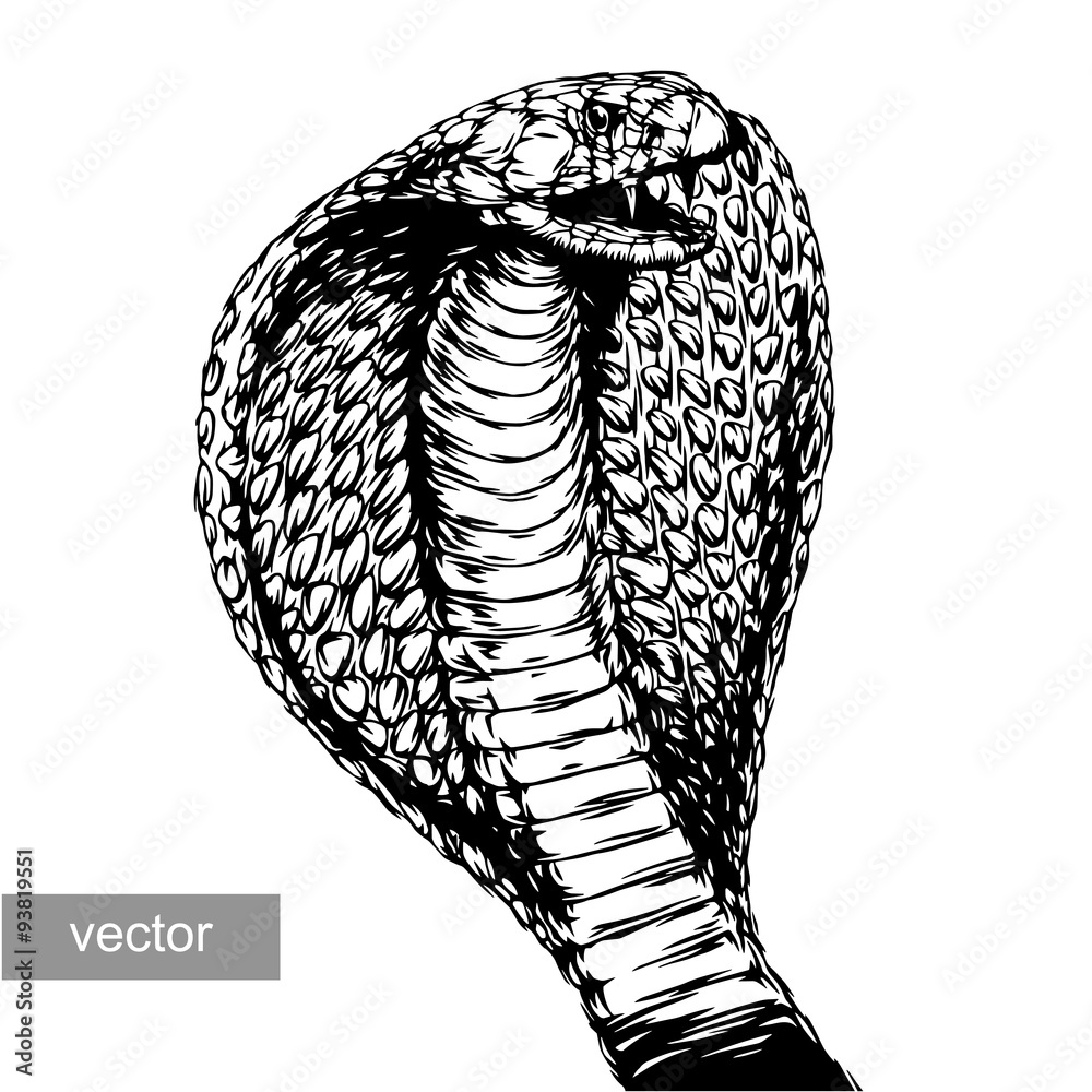 Fototapeta premium cobra attack illustration