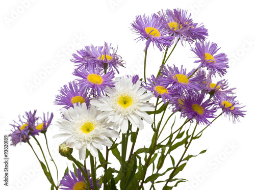 Bouquet of white and purple daisies